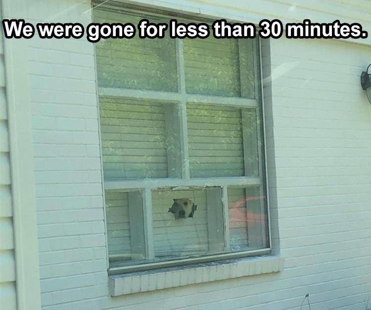The Funniest Animal Memes Of The Week 38 Pics