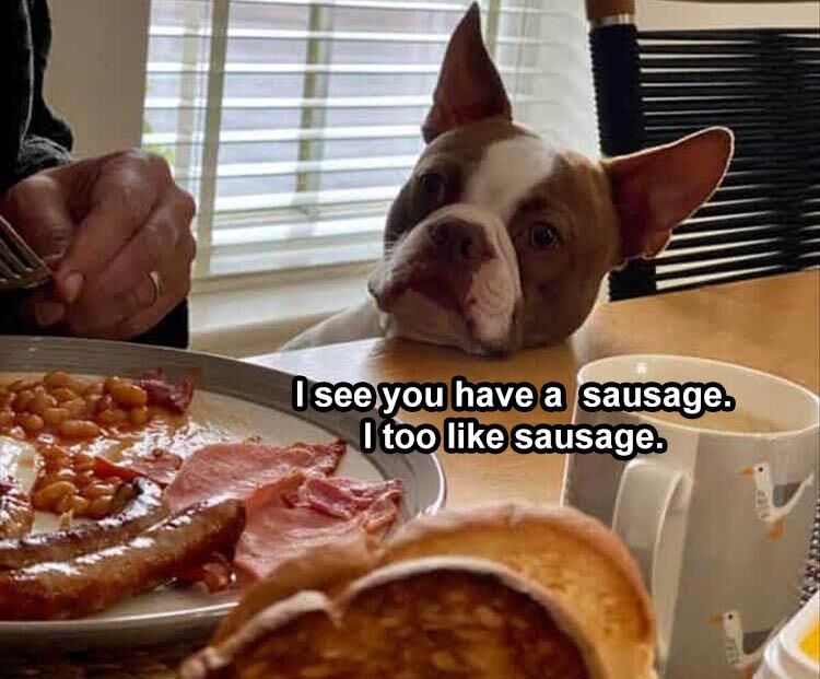 37 Funny Animal Pictures