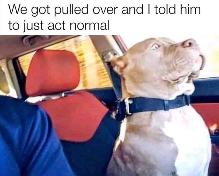 21 Funny Animal Pictures