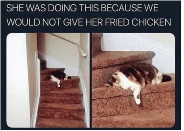 35 Funny Animal Pictures