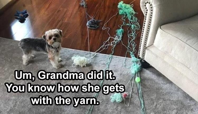 34 Funny Animal Pictures