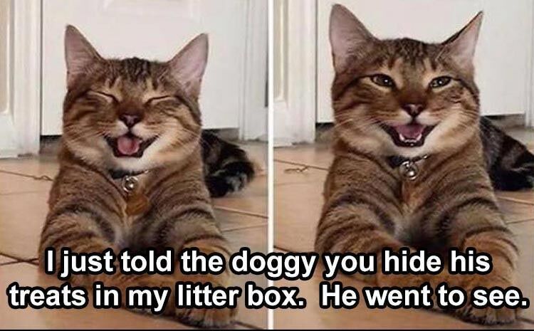 30 Funny Animal Pictures