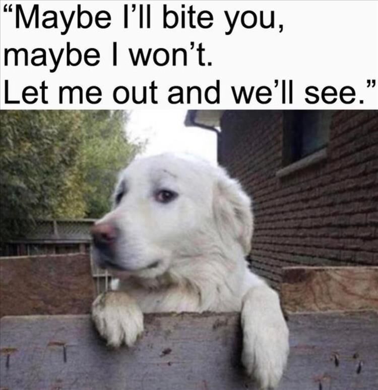 33 Funny Animal Pictures