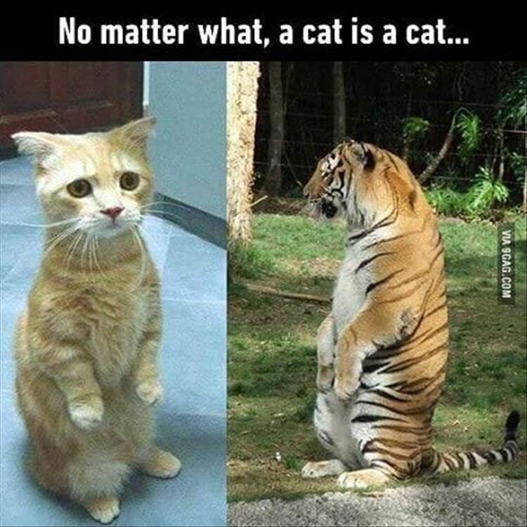 Funny Animal Pictures 30 Pics