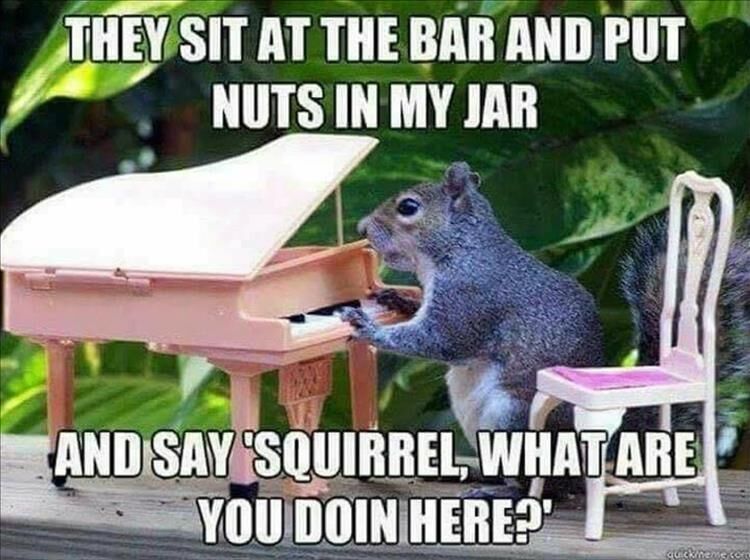 45 Funny Animal Pictures
