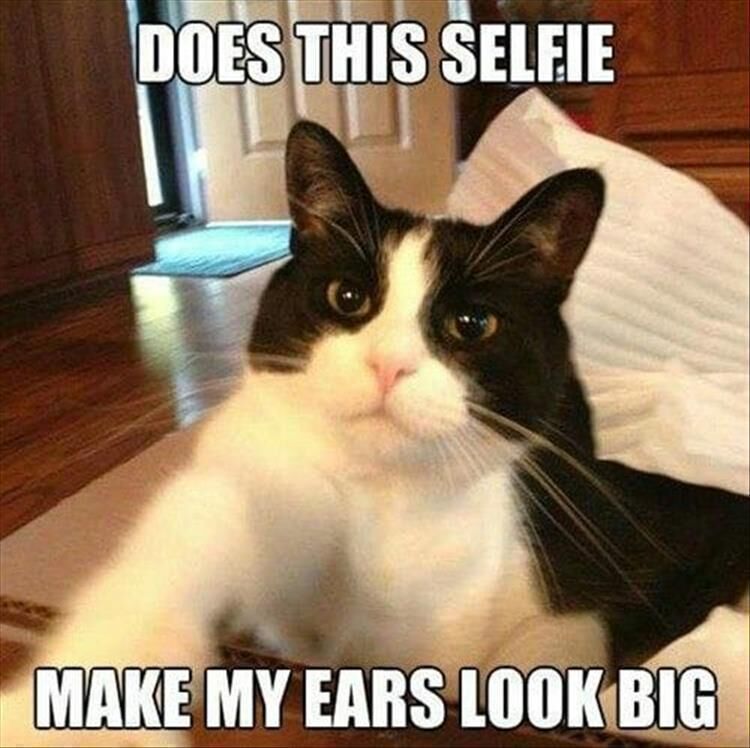49 Funny Animal Pictures