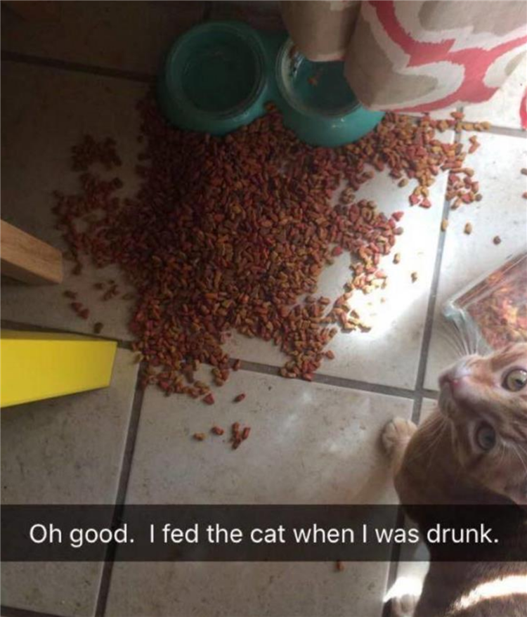 42 Funny Animal Pictures