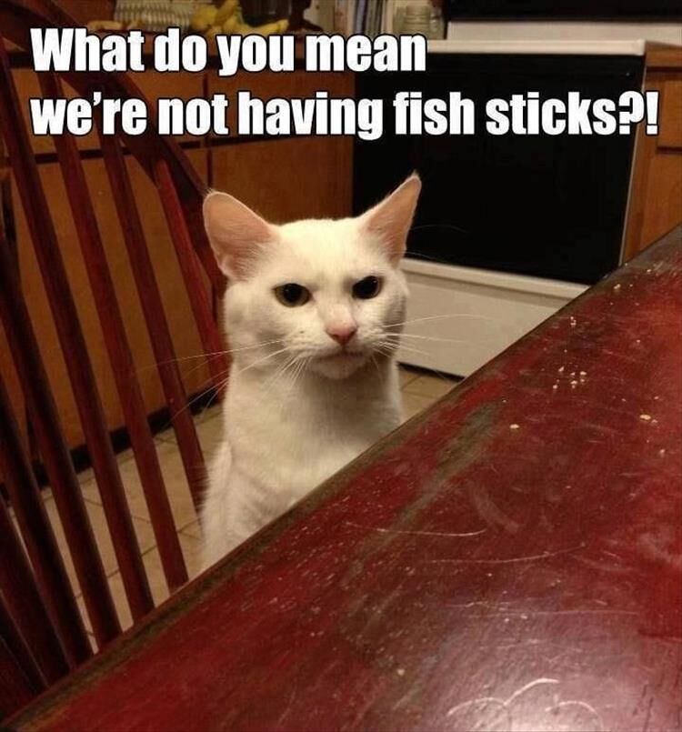 41 Funny Animal Pictures