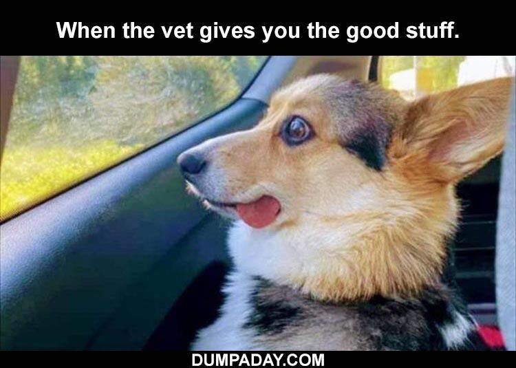 54 Funny Animal Pictures