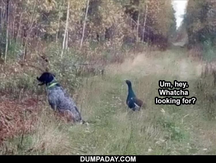 15 Funny Animal Pictures
