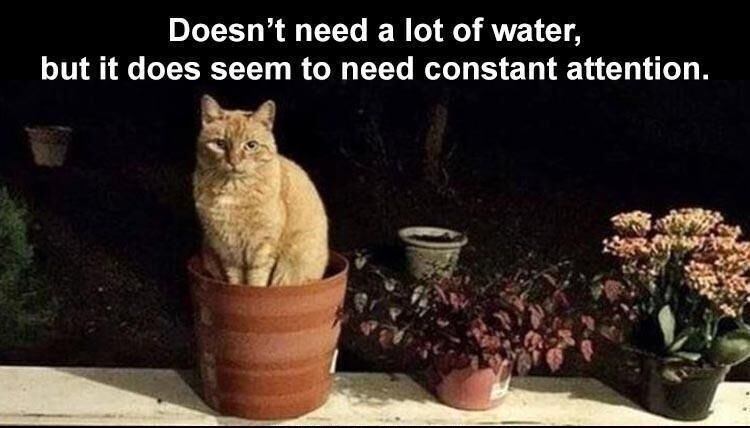 39 Funny Animal Pictures