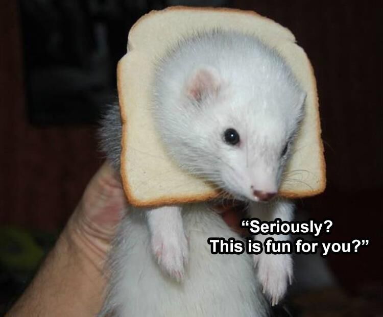 37 Funny Animal Pictures