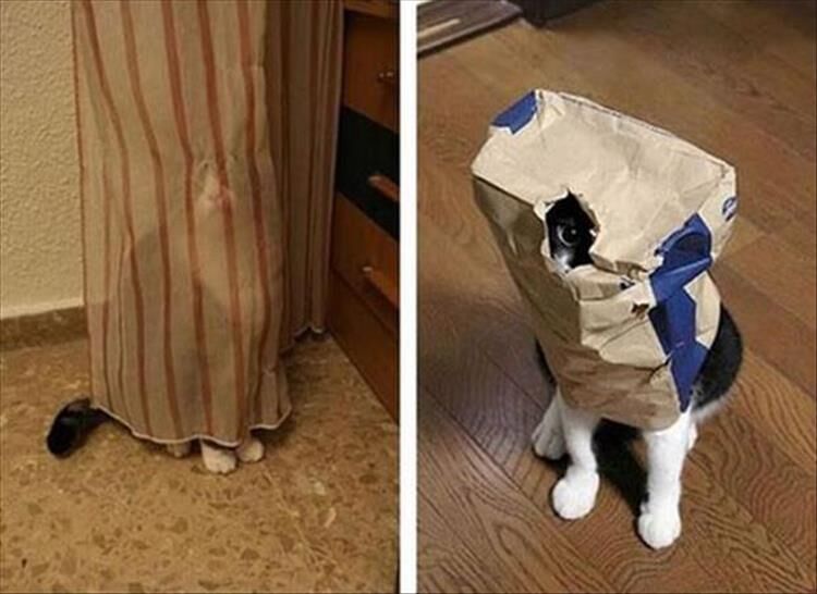 Pets Who Are Not Good At Playing Hide And Seek
