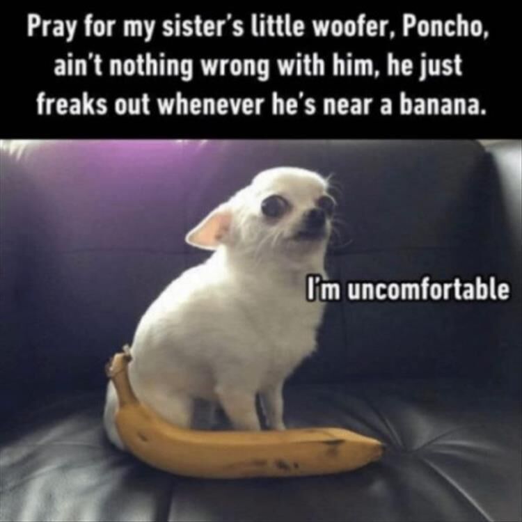 28 Funny Animal Pictures