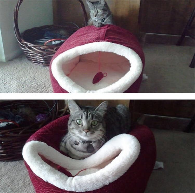 This Is Cat Logic At It's Finest