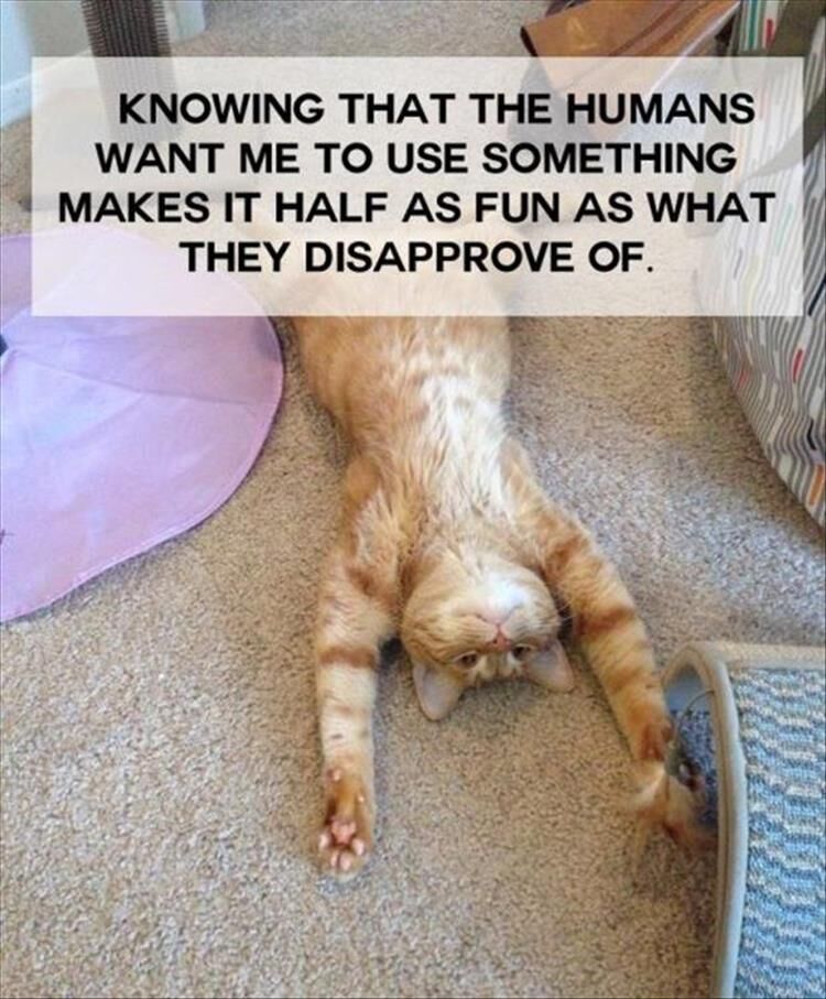 Not So Deep Cat Thoughts 12 Pics