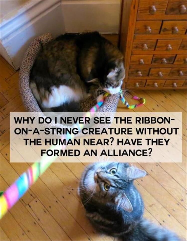 Not So Deep Cat Thoughts 12 Pics