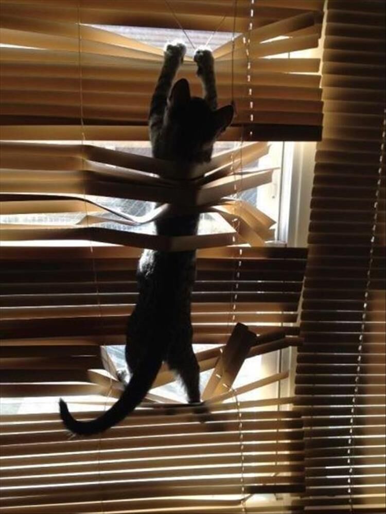 You Can Have Nice Window Blinds Or You Can Have Cats, Not Both