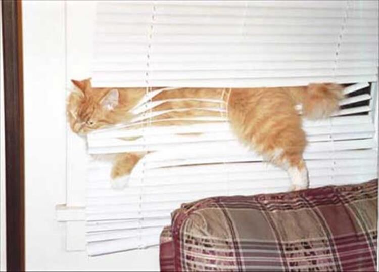 You Can Have Nice Window Blinds Or You Can Have Cats, Not Both