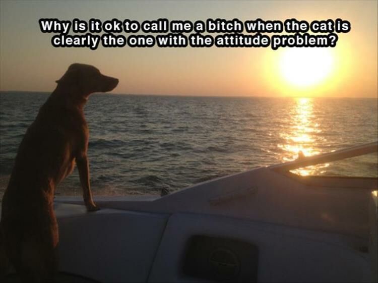 16 Funny Doggy Thoughts