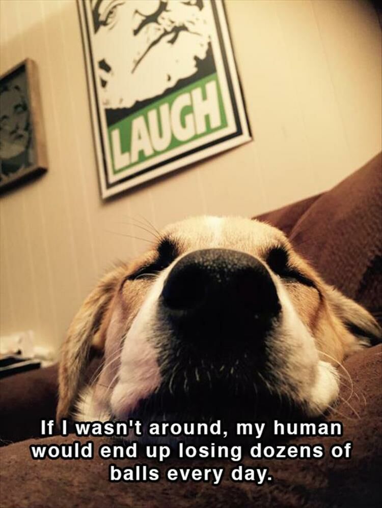 16 Funny Doggy Thoughts