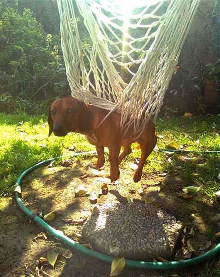 Some Dogs Aren't As Smart As Other Dogs 15 Pics