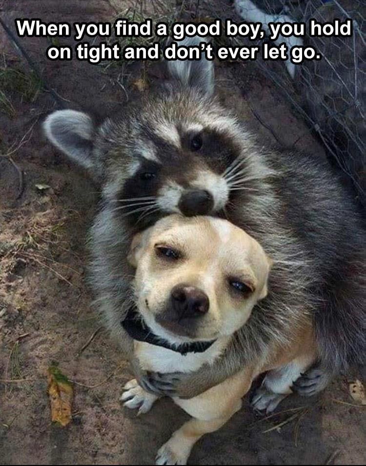 46 Funny Animal Pictures