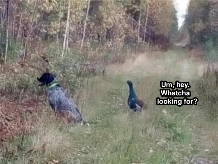 The Funniest Animal Memes Of The Week