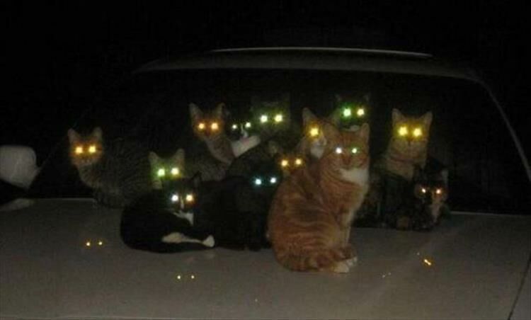 Proof Cats Are Pretty Much Pure Evil 18 Pics