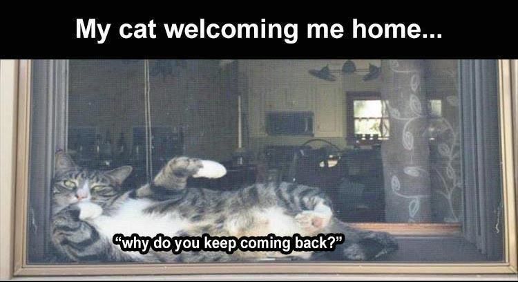 29 Funny Animal Pictures