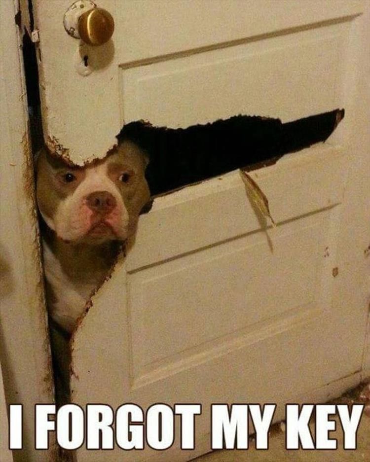 55 Funny Animal Pictures