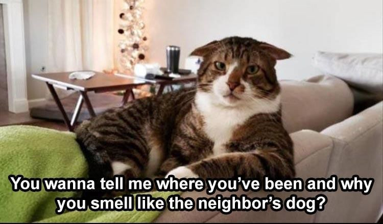 39 Funny Animal Pictures