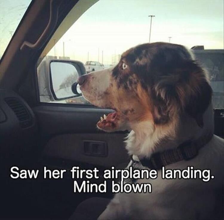 38 Funny Animal Pictures