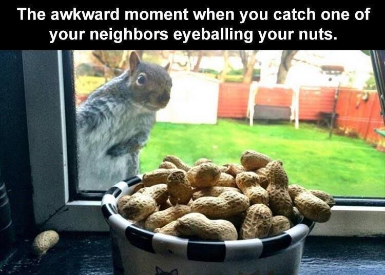 40 Funny Animal Pictures