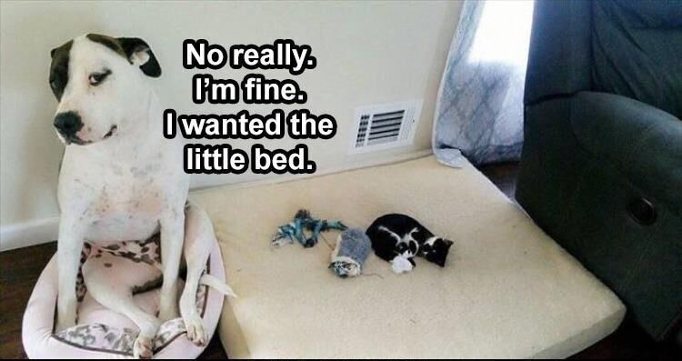 51 Funny Animal Pictures