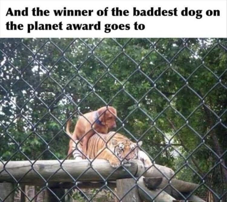60 Funny Animal Pictures