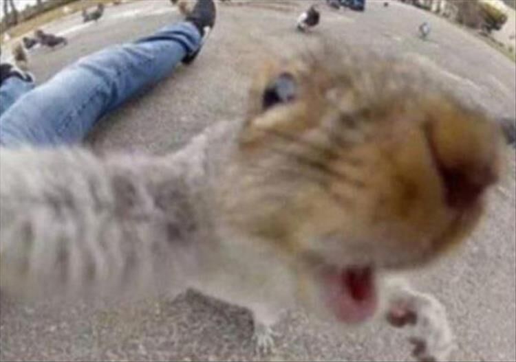 Animal Selfies Are Often The Best Selfies