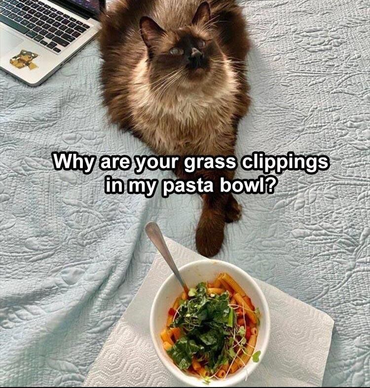 18 Funny Animal Pictures