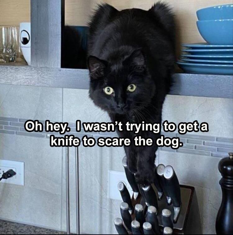 58 Funny Animal Pictures