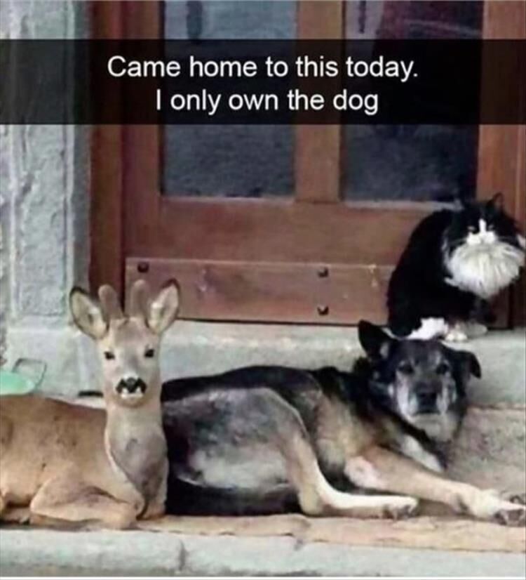 32 Funny Animal Pictures
