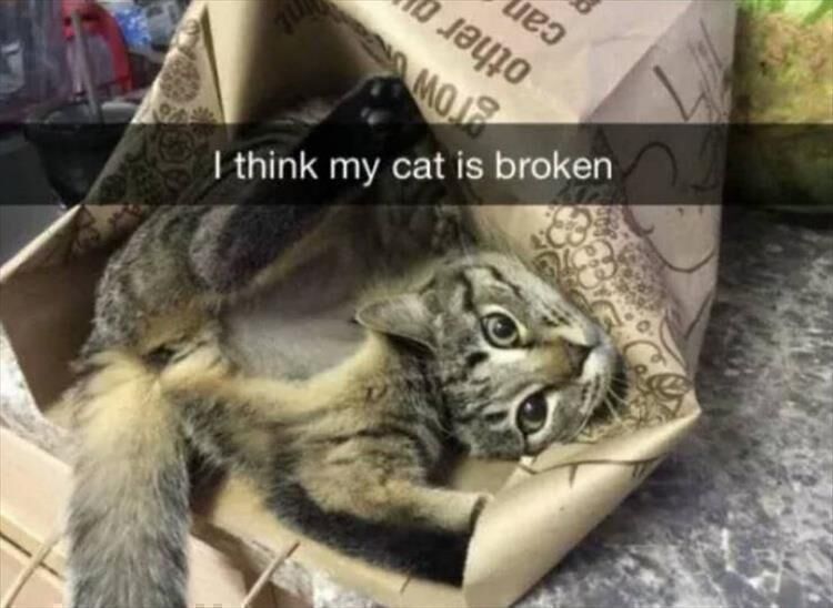 54 Funny Animal Pictures