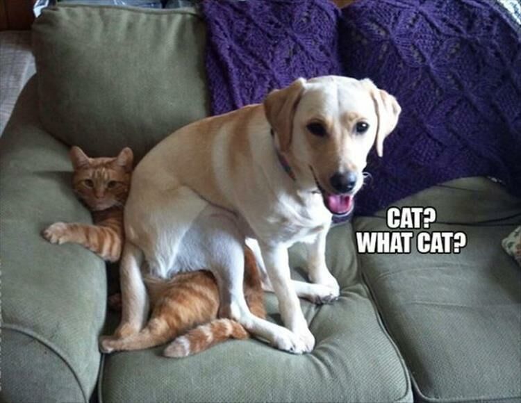 Funny Animal Pictures 21 Pics