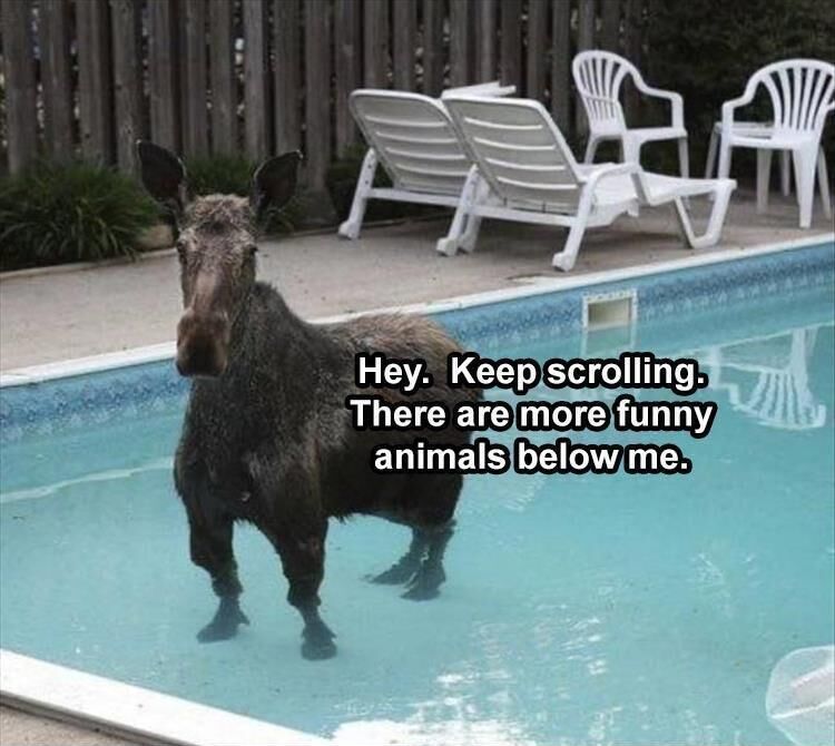 42 Funny Animal Pictures