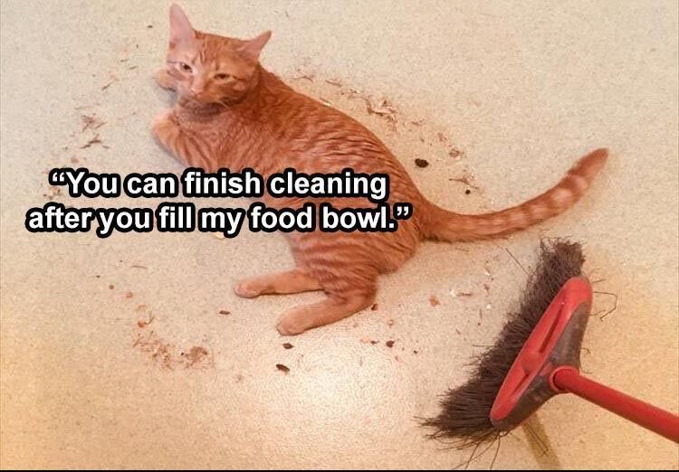 40 Funny Animal Pictures