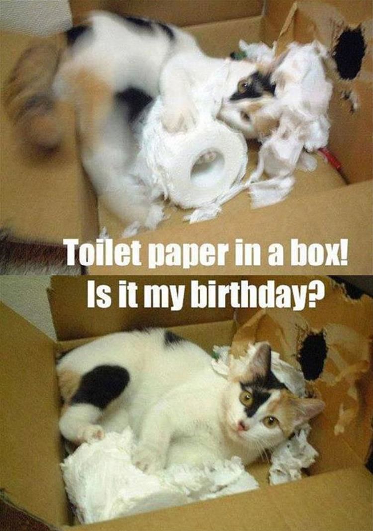 30 Funny Animal Pictures