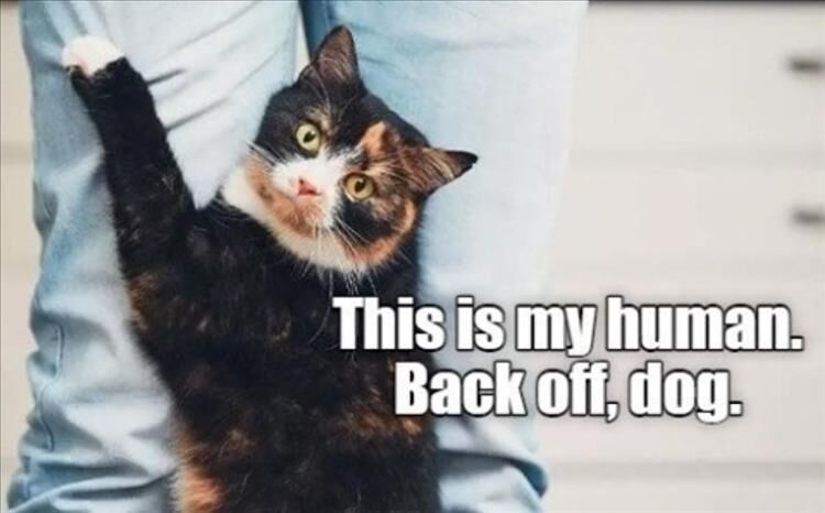 43 Funny Animal Pictures