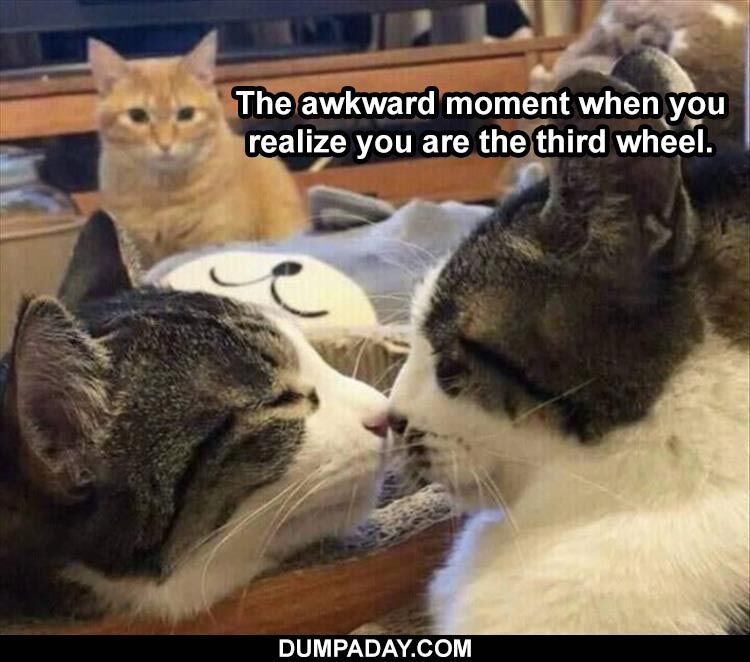 35 Funny Animal Pictures