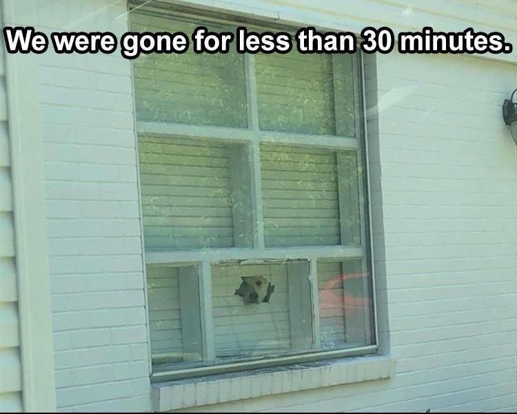 60 Funny Animal Pictures