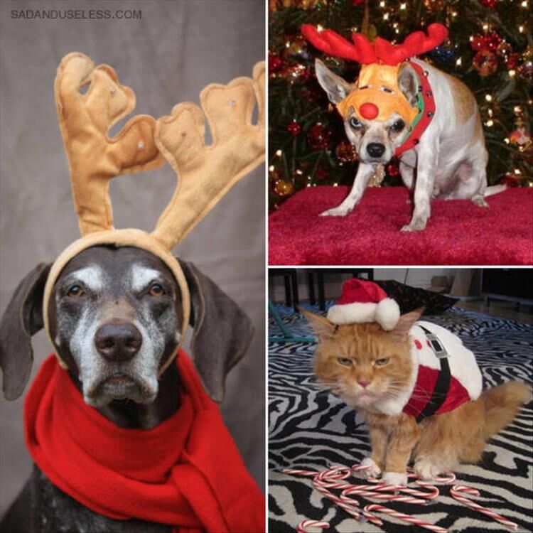 These Animals Have Had Enough Of Your Christmas Cheer