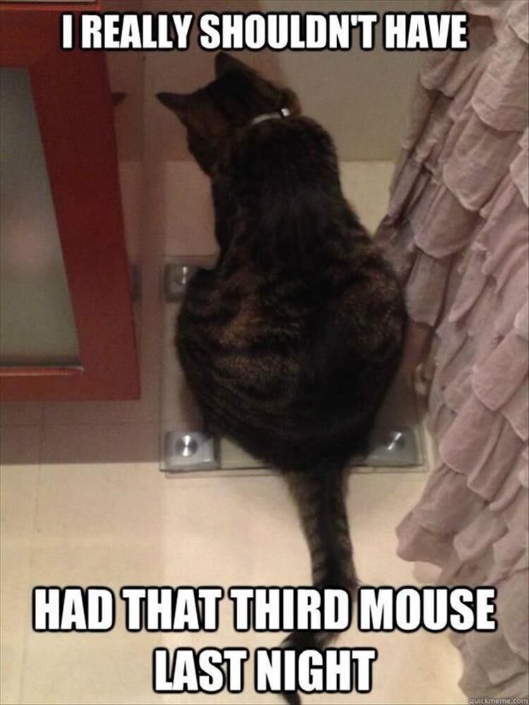 17 Funny Animal Pictures